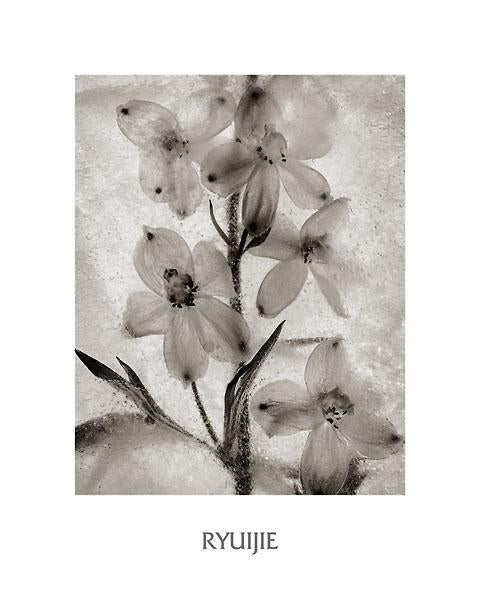 Glass Petals by Ryuijie - 16 X 20 Inches (Art Print)
