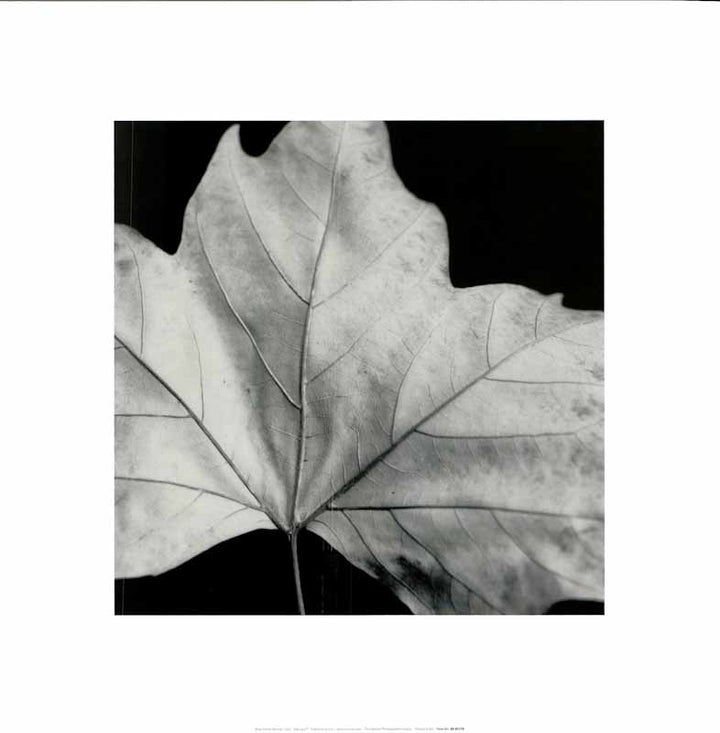 Leaf by Brian David Stevens